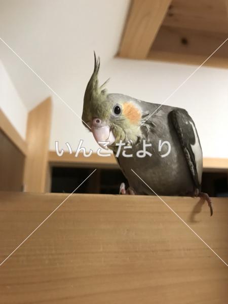 迷い鳥の写真