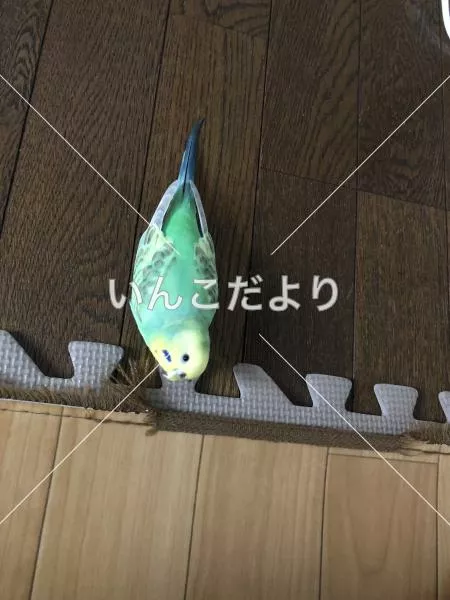 迷い鳥の写真