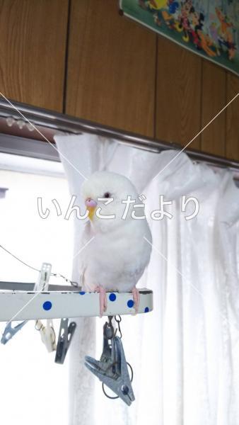 迷い鳥の写真