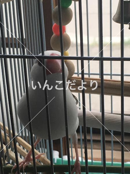 迷い鳥の写真