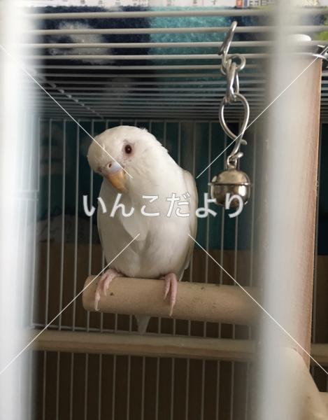 迷い鳥の写真