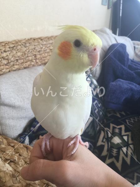 迷い鳥の写真