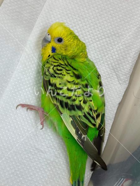 保護鳥の写真