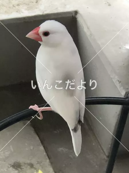 保護鳥の写真