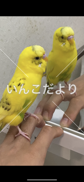 迷い鳥の写真