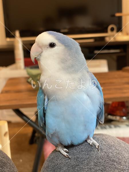 迷い鳥の写真