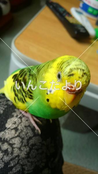 迷い鳥の写真