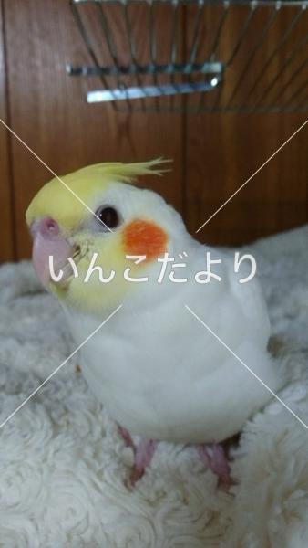 迷い鳥の写真