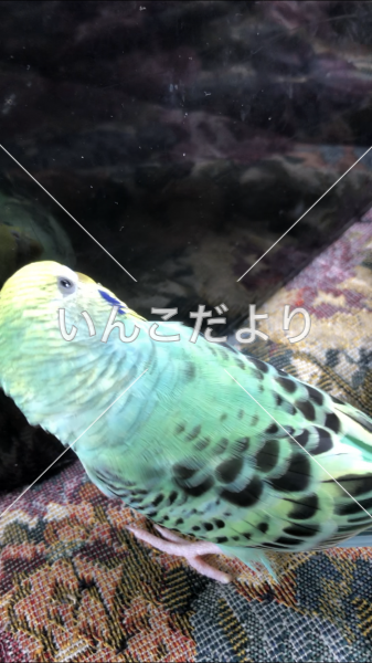 迷い鳥の写真
