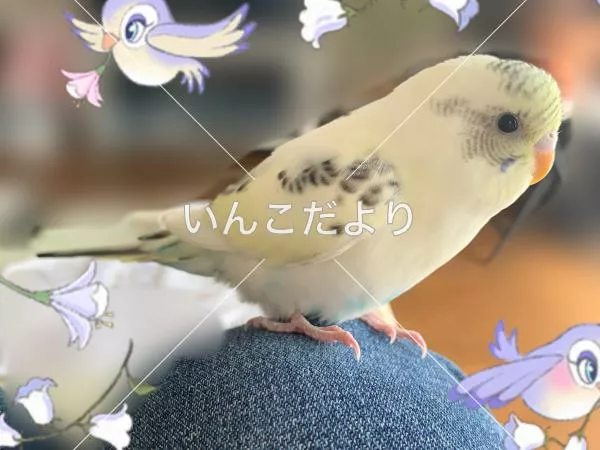 保護鳥の写真