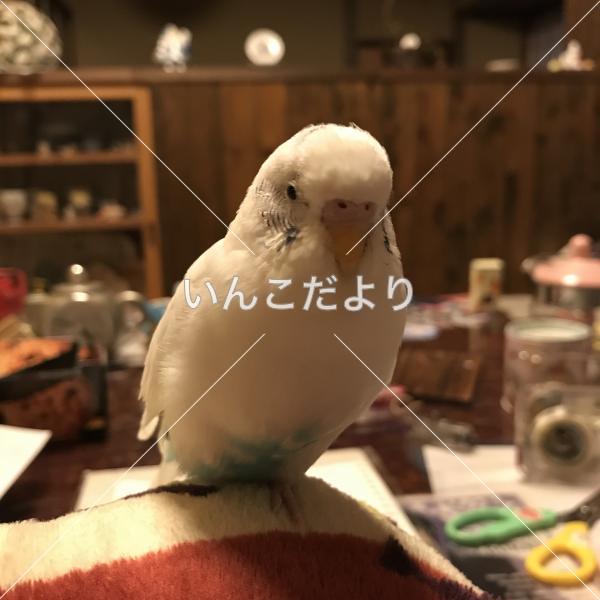 迷い鳥の写真