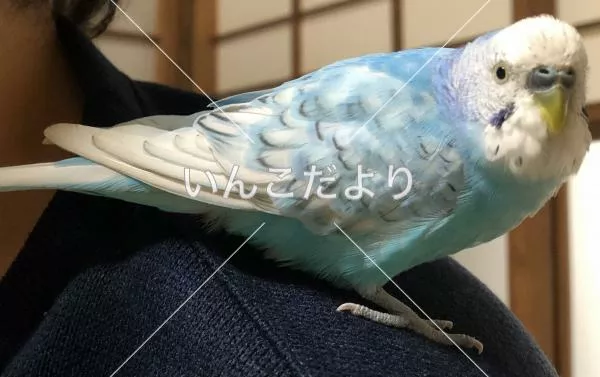 保護鳥の写真