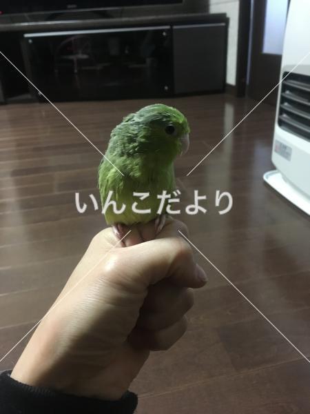 迷い鳥の写真