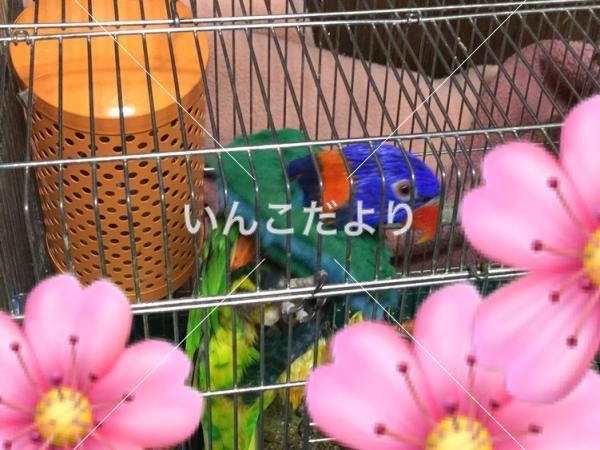 迷い鳥の写真