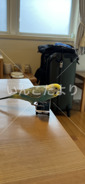 迷い鳥の写真