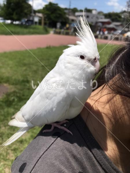 保護鳥の写真