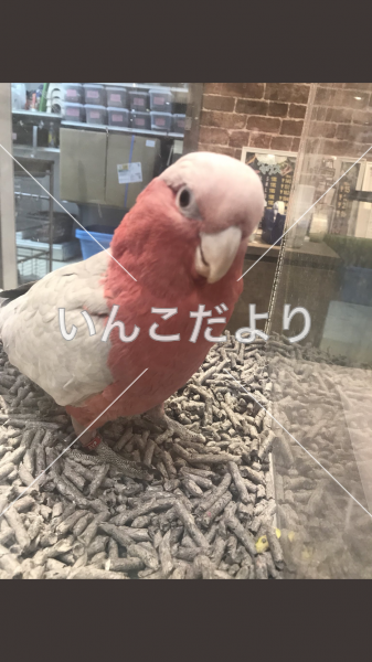 迷い鳥の写真