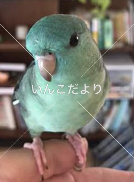 迷い鳥の写真