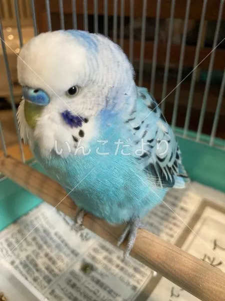 保護鳥の写真