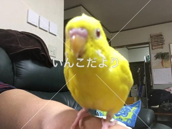 迷い鳥の写真