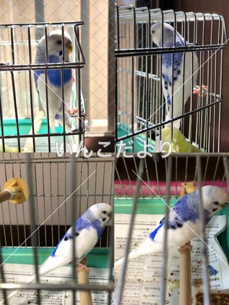 保護鳥の写真