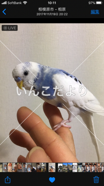 迷い鳥の写真