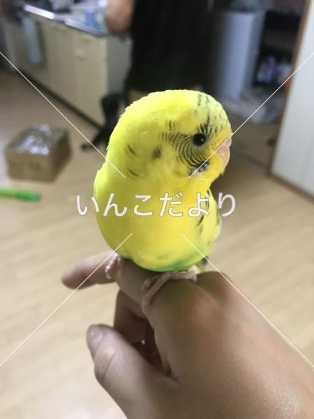 保護鳥の写真