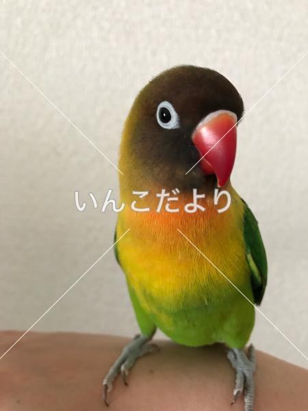 迷い鳥の写真