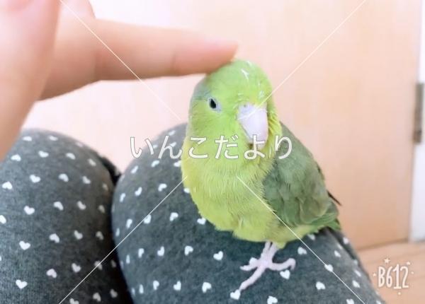 迷い鳥の写真