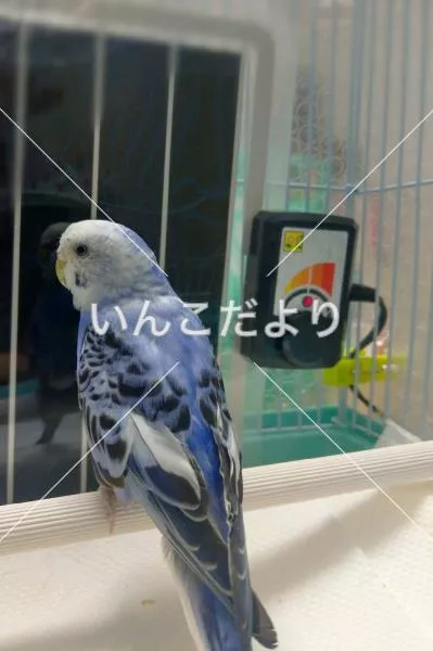 保護鳥の写真