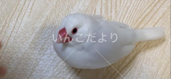 迷い鳥の写真