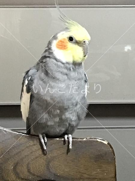 迷い鳥の写真