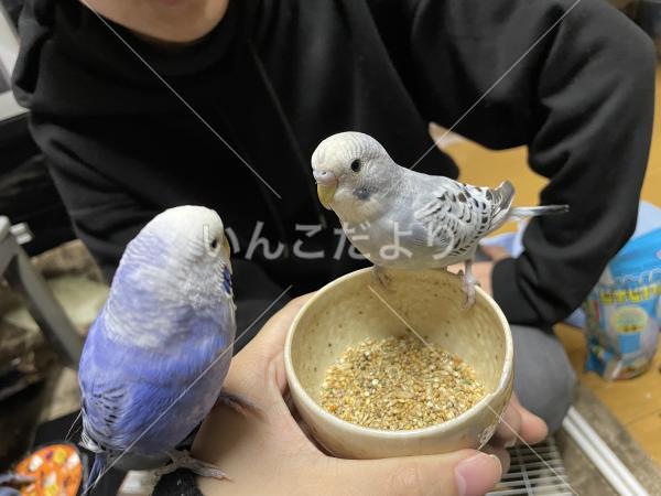迷い鳥の写真
