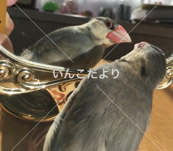 迷い鳥の写真