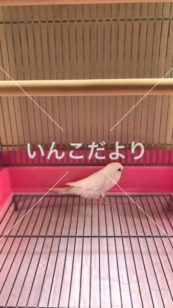 保護鳥の写真