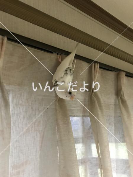 保護鳥の写真