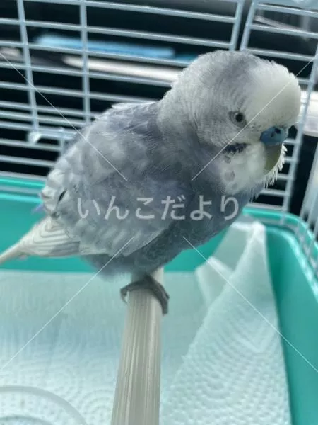 保護鳥の写真