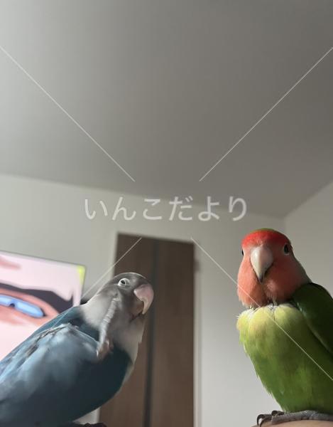 迷い鳥の写真