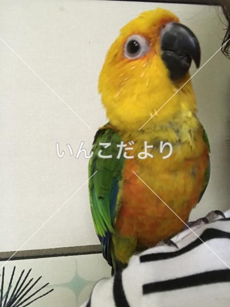 迷い鳥の写真