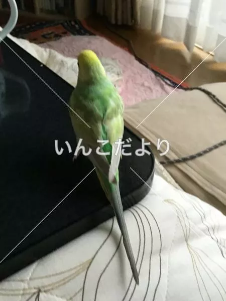 迷い鳥の写真