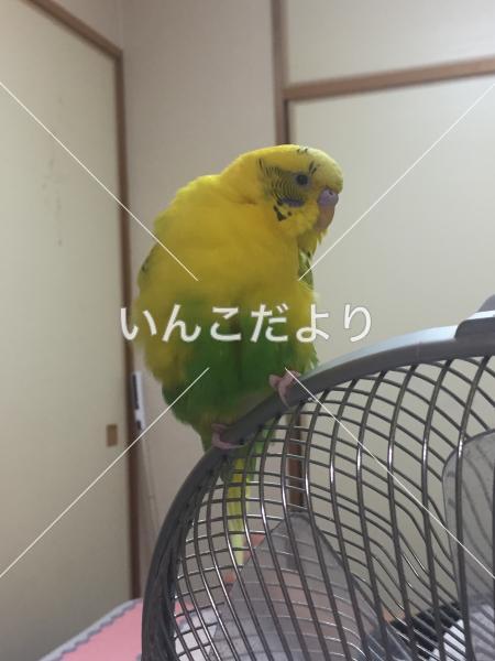 迷い鳥の写真