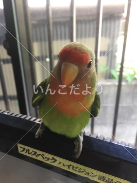 迷い鳥の写真
