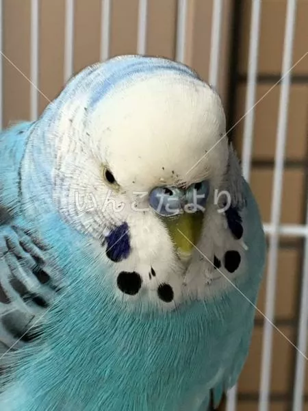 保護鳥の写真