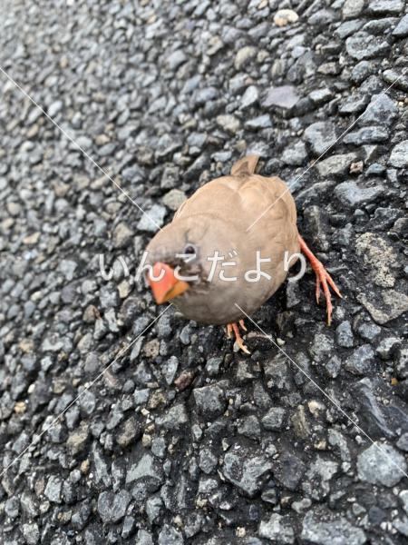 保護鳥の写真