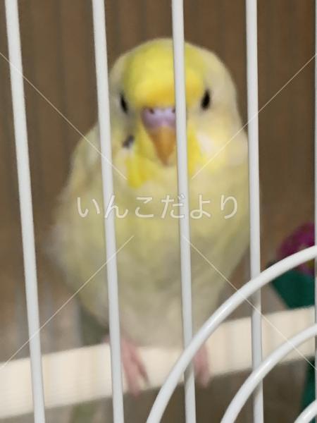 迷い鳥の写真