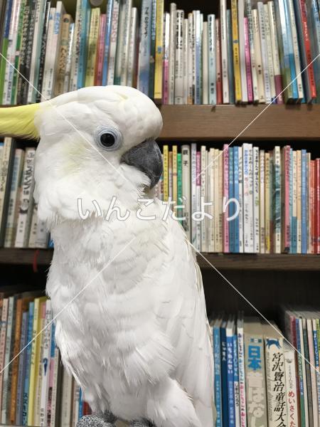 迷い鳥の写真