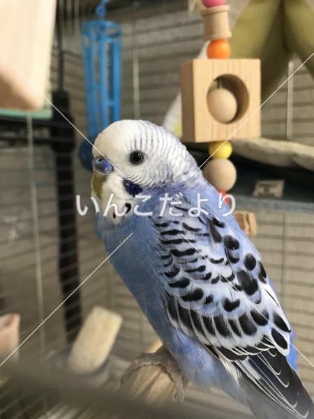 保護鳥の写真