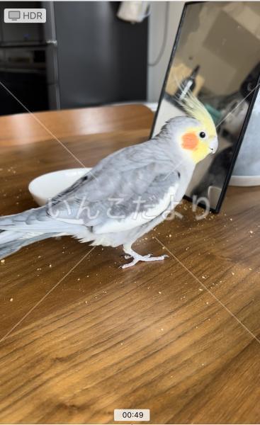 迷い鳥の写真