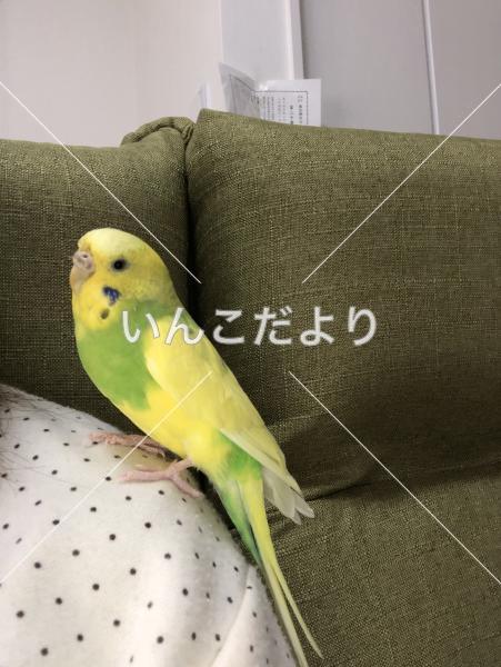 迷い鳥の写真
