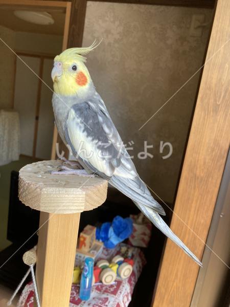 迷い鳥の写真